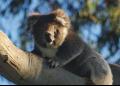 Bimbi Park - Camping Under Koalas - MyDriveHoliday