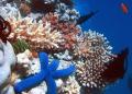 Great Barrier Reef - MyDriveHoliday