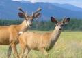 Yukon Wildlife Preserve - MyDriveHoliday